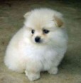 /album/photogallery/teacup-pomeranian-puppies-for-sale-jpg/